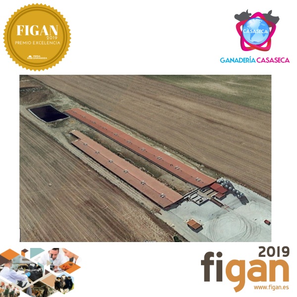 porcino - figan-2019-ganaderia-casaseca-foto