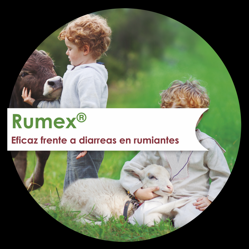 RUMEX