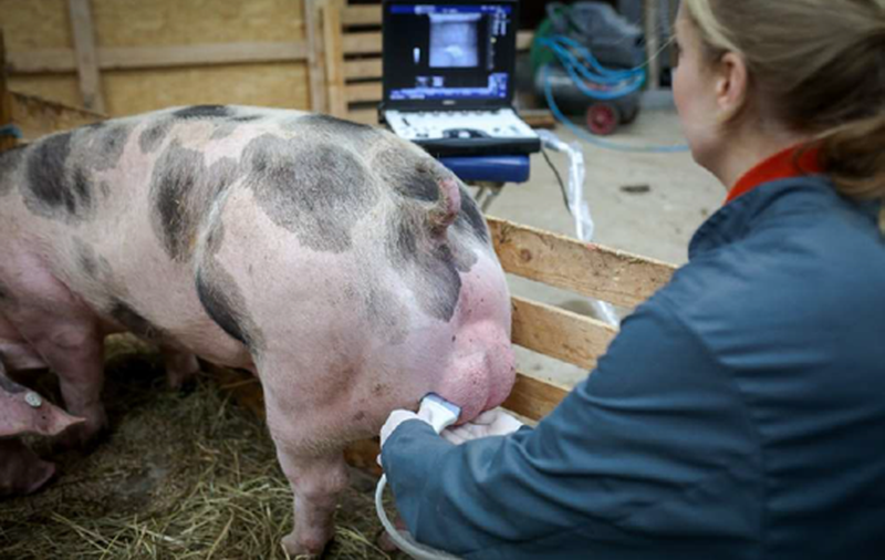 FERTIBOAR