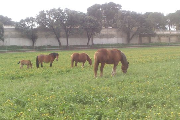 CENTRO MILITAR DE CRIA CABALLAR DE ZARAGOZA